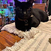 Meow Meow joined the competition — help win amazing prizes! black_cat, cat, indoor, table, tablecloth, wooden_table, plant, purple_light, blue_light, kitchen, furniture, fringe, collar, pet_tag, relaxing, animal, domestic_cat, closeup, feline, houseplant