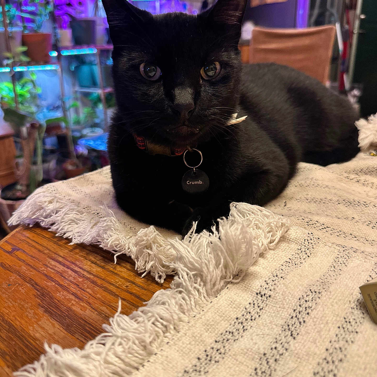 Meow Meow