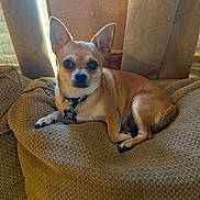 Precious is registered to the contest to win money with this photo: animal, beige, chihuahua, collar, comfortable, couch, curtains, dog, ears, fur, home, indoor, light, pet, relaxed, resting, small_dog, tag, texture, window