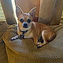 animal, beige, chihuahua, collar, comfortable, couch, curtains, dog, ears, fur, home, indoor, light, pet, relaxed, resting, small_dog, tag, texture, window