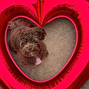 Watson joined the competition — help win amazing prizes! adorable, animal, balloon, brown, close_up, concrete, cute, dog, fluffy, frame, fur, heart_shaped_balloon, looking_up, love, outdoor, pet, playful, puppy, red, small