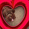 adorable, animal, balloon, brown, close_up, concrete, cute, dog, fluffy, frame, fur, heart_shaped_balloon, looking_up, love, outdoor, pet, playful, puppy, red, small