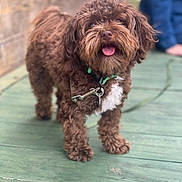 Watson joined the competition — help win amazing prizes! dog, brown_dog, pet, canine, fluffy, tongue_out, collar, leash, wooden_deck, outdoor, happy, curly_fur, small_dog, close_up, standing, animal, cute, friendly, domestic_animal, fur