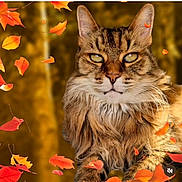 Lily participe au concours pour gagner de l'argent avec cette photo : animal, autumn, cat, close_up, eyes, fall_leaves, feline, forest, fur, leaf, majestic, nature, orange_leaves, outdoor, pet, portrait, seasonal, tabby, whiskers, wildlife