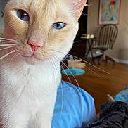 Jack Jr. is registered to the contest to win money with this photo: cat, blue_eyes, close_up, whiskers, fur, indoor, chair, wooden_floor, framed_picture, home_interior, curious, pet, animal, cozy, portrait, domestic_cat, feline, soft_fur, relaxed, household
