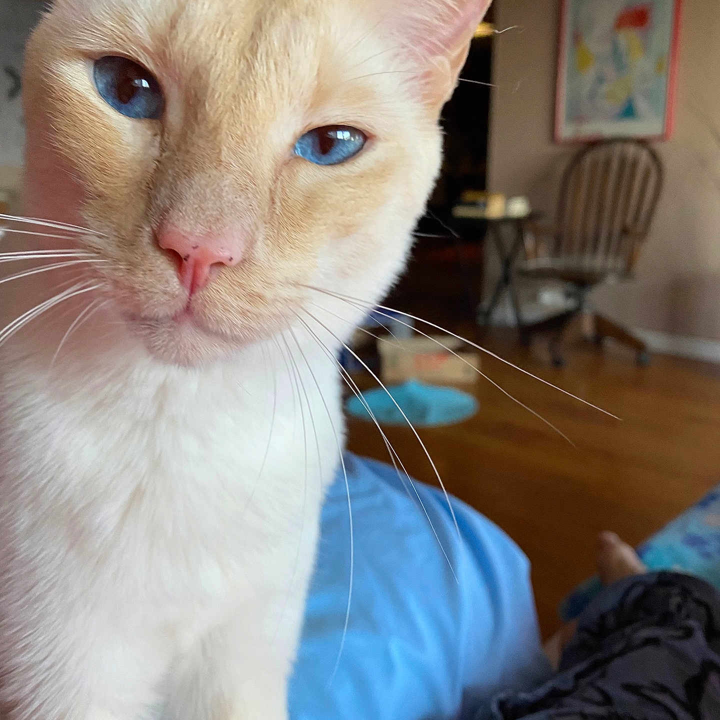 Jack Jr. is registered to the contest to win money with this photo: animal, blue_eyes, cat, chair, close_up, cozy, curious, domestic_cat, feline, framed_picture, fur, home_interior, household, indoor, pet, portrait, relaxed, soft_fur, whiskers, wooden_floor