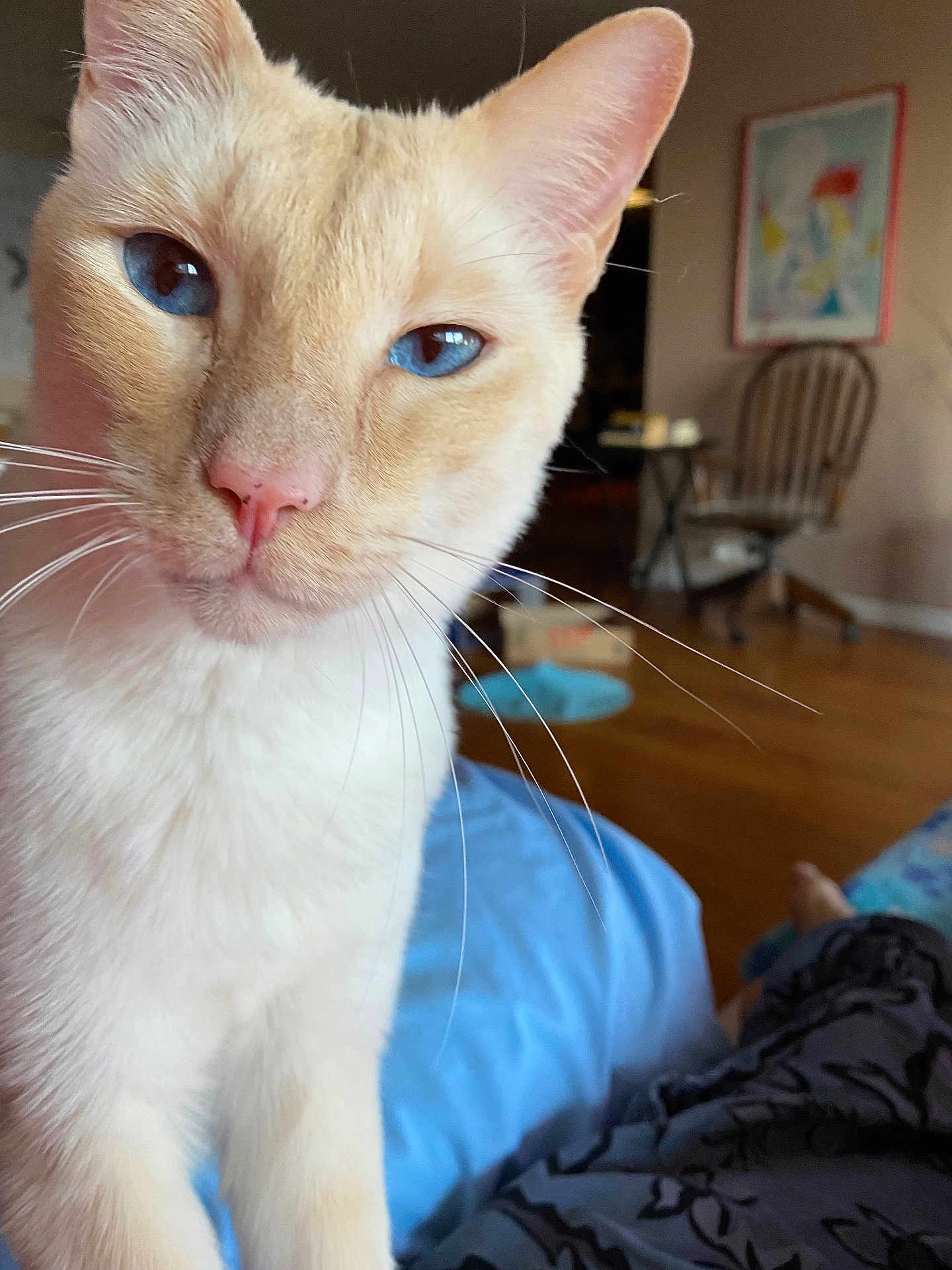 Jack Jr. is registered to the contest to win money with this photo: cat, blue_eyes, close_up, whiskers, fur, indoor, chair, wooden_floor, framed_picture, home_interior, curious, pet, animal, cozy, portrait, domestic_cat, feline, soft_fur, relaxed, household