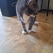Fenway is registered to the contest to win money with this photo: animal, cat, chair, curious, cute, domestic_cat, floor, fur, furniture, gray_cat, home, indoor, mammal, pet, side_view, standing, tile_floor, trash_bin, whiskers, white_paws