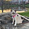 animal, blue_eyes, building, calm, cat, curious, grass, leash, nature, outdoor, pet, pink_harness, pond, reflection, rock, sky, sunset, tree, urban, water