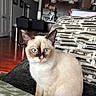 Ghost joined the competition — help win amazing prizes! animal, apartment, blue_eyes, cat, couch, cozy, curious, domestic, ears, furniture, indoor, living_room, modern_kitchen, patterned, pet, pillow, siamese_cat, sitting, whiskers, wood_floor