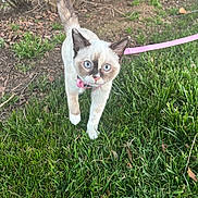 Ghost joined the competition — help win amazing prizes! animal, blue_eyes, cat, closeup, curious, daylight, ears, feline, grass, greenery, ground, nature, outdoor, pet, pink_leash, siamese_mix, tail, walking, whiskers, young_cat