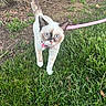 animal, blue_eyes, cat, closeup, curious, daylight, ears, feline, grass, greenery, ground, nature, outdoor, pet, pink_leash, siamese_mix, tail, walking, whiskers, young_cat