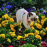 Ghost joined the competition — help win amazing prizes! cat, colorful, curious, flora, flower_bed, garden, greenery, harness, kitten, nature, outdoor, pet, plants, purple_flowers, red_flowers, small_animal, sunlight, walking, yellow_flowers, young_cat