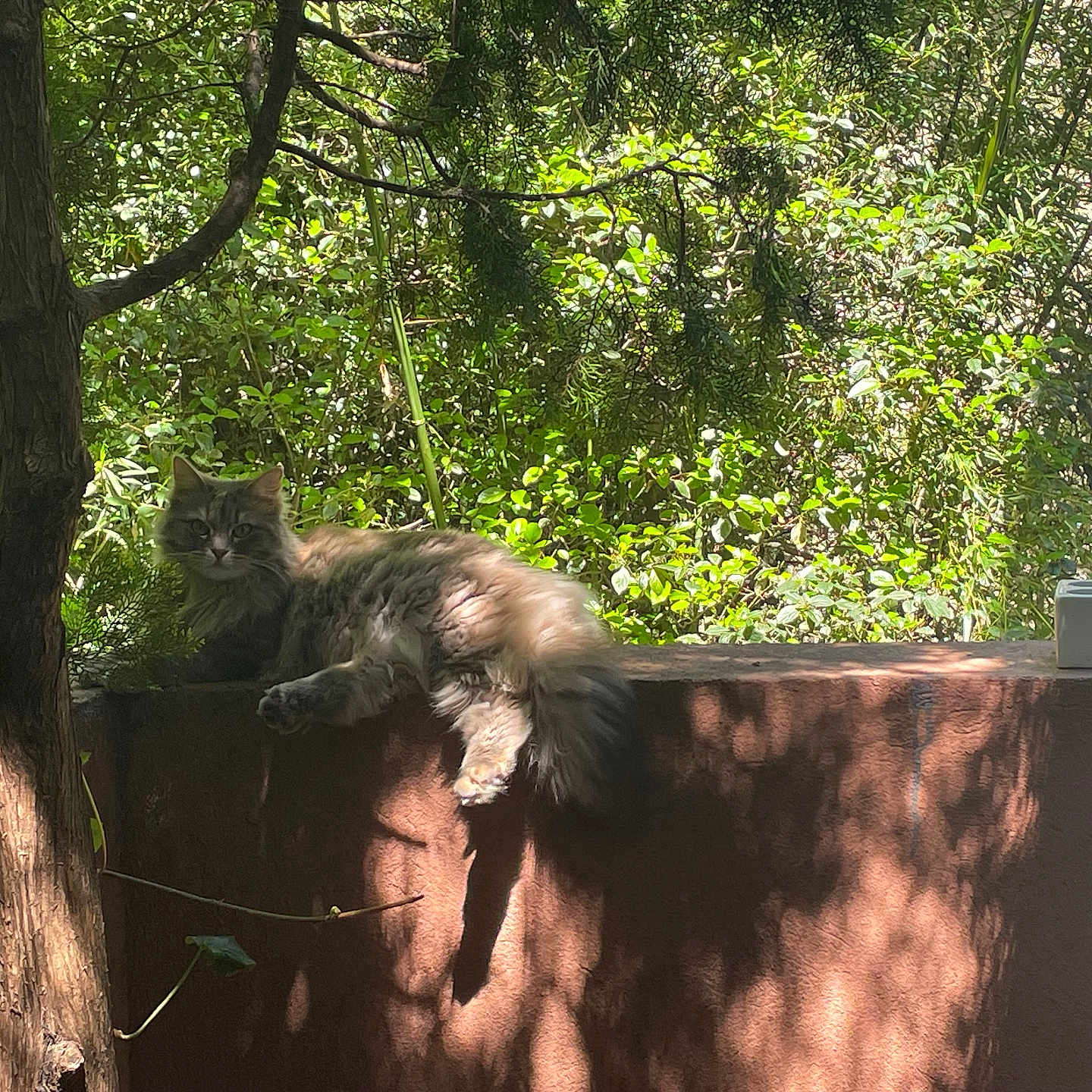 Sylver a rejoint le concours — aidez-le/la à gagner de superbes lots ! animal, cat, grass, grove, herbal, herbs, jungle, kitten, land, nature, outdoors, pet, plant, pottedplant, rainforest, soil, tree, vegetation, woodland, zoo