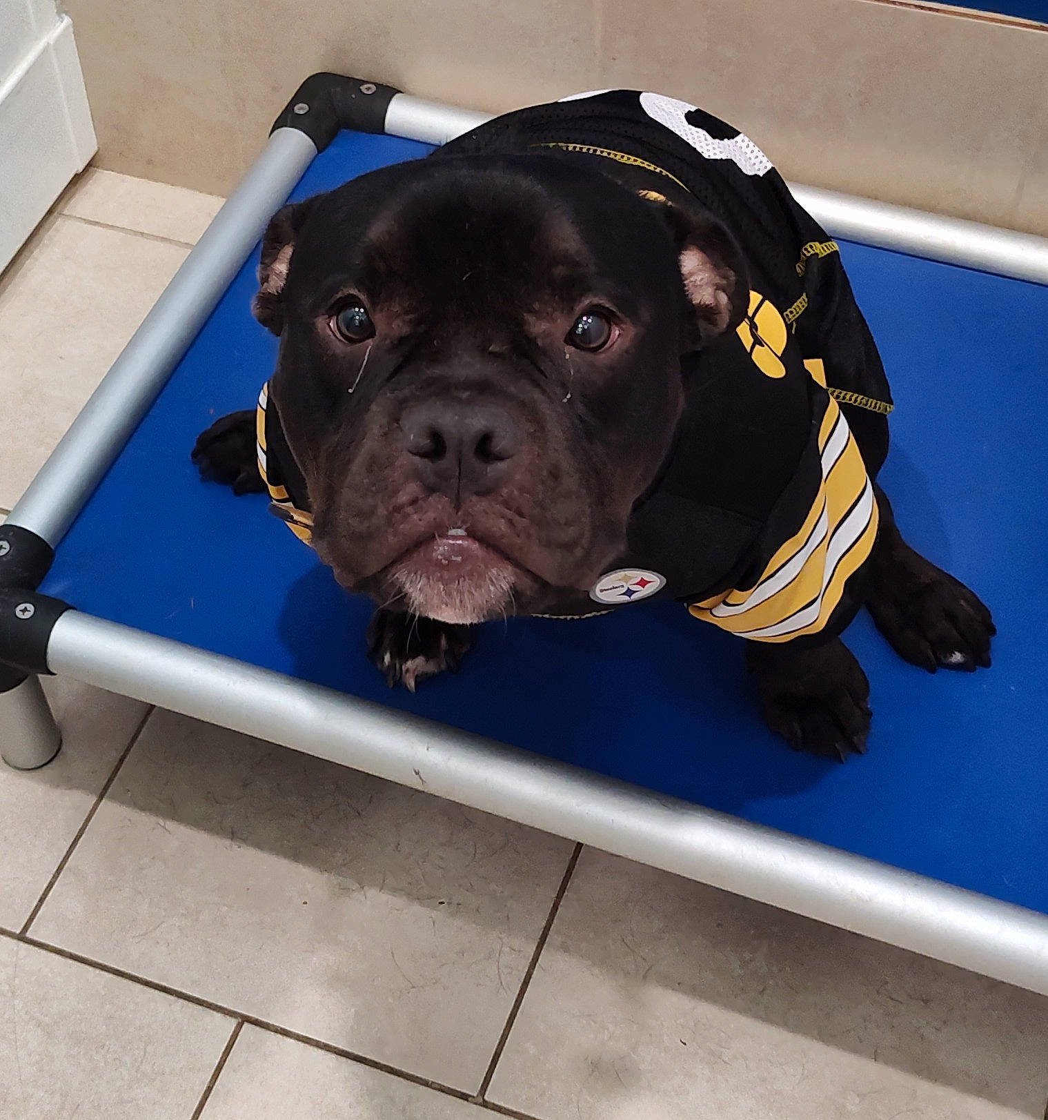 Grunt joined the competition — help win amazing prizes! canidae, carnivore, collar, companion_dog, dog, dog_breed, dog_collar, dog_supply, electric_blue, fawn, floor, flooring, leash, metal, personal_protective_equipment, pet_supply, snout, sporting_group, toy_dog, working_animal