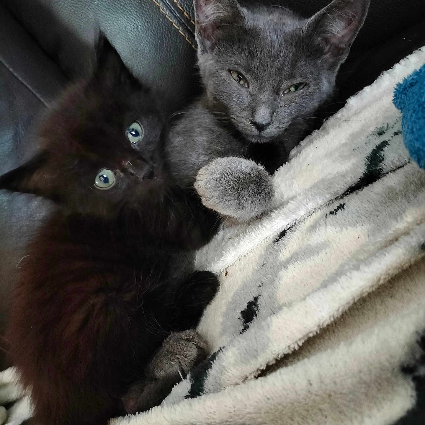 Marcus Et Chase participe au concours pour gagner de l'argent avec cette photo : abyssinian, animal, armchair, blackcat, blanket, cat, chair, couch, furniture, homedecor, kitten, manx, pet, quilt, siamese