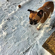 Zoé participe au concours pour gagner de l'argent avec cette photo : animal, ball, bostonbull, boxer, bulldog, canine, dog, frenchbulldog, hound, nature, outdoors, pet, pitbull, pug, puppy, rock, snow, soil, sport, tennis