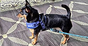 Rudy is registered to the contest to win money with this photo: animal, black_and_tan, curled_tail, dog, ground, harness, leash, mat, outdoor, patio, patterned_mat, pet, photography, playful, shoes, short_hair, small_dog, standing, upright_ears, walking