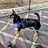 animal, black_and_tan, curled_tail, dog, ground, harness, leash, mat, outdoor, patio, patterned_mat, pet, photography, playful, shoes, short_hair, small_dog, standing, upright_ears, walking