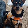 Rudy is registered to the contest to win money with this photo: black_and_tan, brown_eyes, camera_facing, carpet, clothing, cute, dog, dog_bed, floor, indoors, large_ears, orange_outfit, pet, plaid, portrait, puppy, short_hair, sitting, small_dog, training_pad
