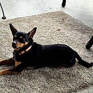 Rudy is registered to the contest to win money with this photo: alert, animal, black_and_tan, carpet, collar, concrete, dog, ears, furniture, home, lying_down, outdoor, patio, pet, portrait, relaxed, rug, short_hair, small_dog, tag