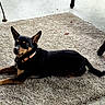 alert, animal, black_and_tan, carpet, collar, concrete, dog, ears, furniture, home, lying_down, outdoor, patio, pet, portrait, relaxed, rug, short_hair, small_dog, tag