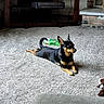 Rudy is registered to the contest to win money with this photo: alert, animal, black_and_tan, brick_fireplace, carpet, chew_toy, dog, electronics, green_toy, home, indoor, living_room, lying_down, pet, pointed_ears, relaxed, short_hair, small_dog, television, wooden_furniture
