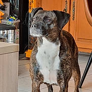 Tara participe au concours pour gagner de l'argent avec cette photo : dog, brindle, white_chest, standing, indoor, tile_floor, cabinet, furniture, alert, pet, canine, brown, black, four_legs, ears, snout, domestic_animal, companion, looking_away, household