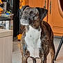 dog, brindle, white_chest, standing, indoor, tile_floor, cabinet, furniture, alert, pet, canine, brown, black, four_legs, ears, snout, domestic_animal, companion, looking_away, household