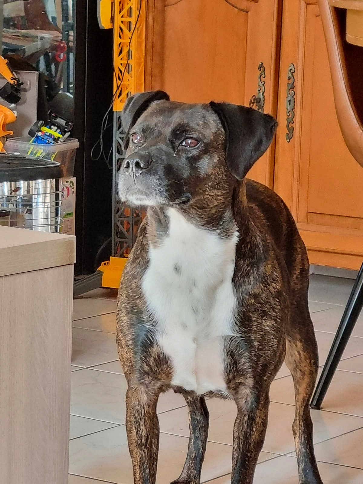 Tara participe au concours pour gagner de l'argent avec cette photo : dog, brindle, white_chest, standing, indoor, tile_floor, cabinet, furniture, alert, pet, canine, brown, black, four_legs, ears, snout, domestic_animal, companion, looking_away, household