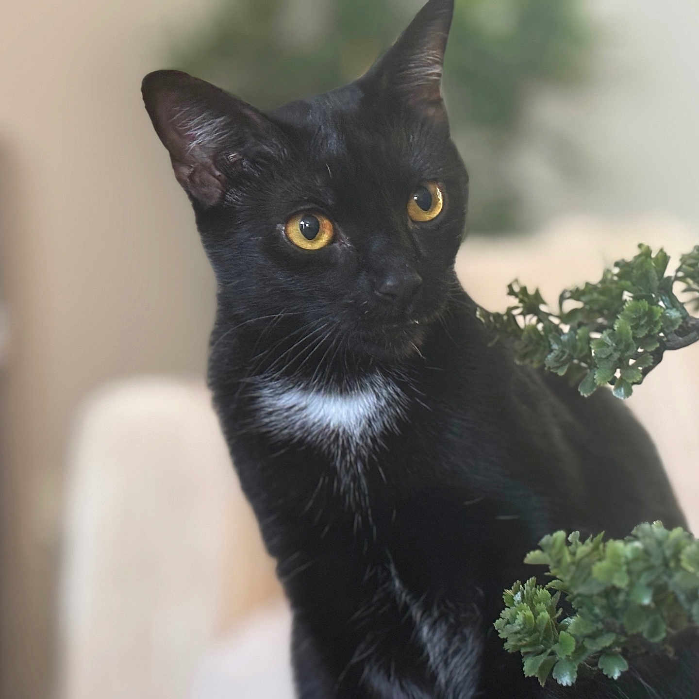 Oakie joined the competition — help win amazing prizes! cat, black_cat, pet, animal, indoor, golden_eyes, fur, whiskers, plant, greenery, blurred_background, curious, close_up, domestic_cat, feline, soft_light, portrait, cozy, nature, cute
