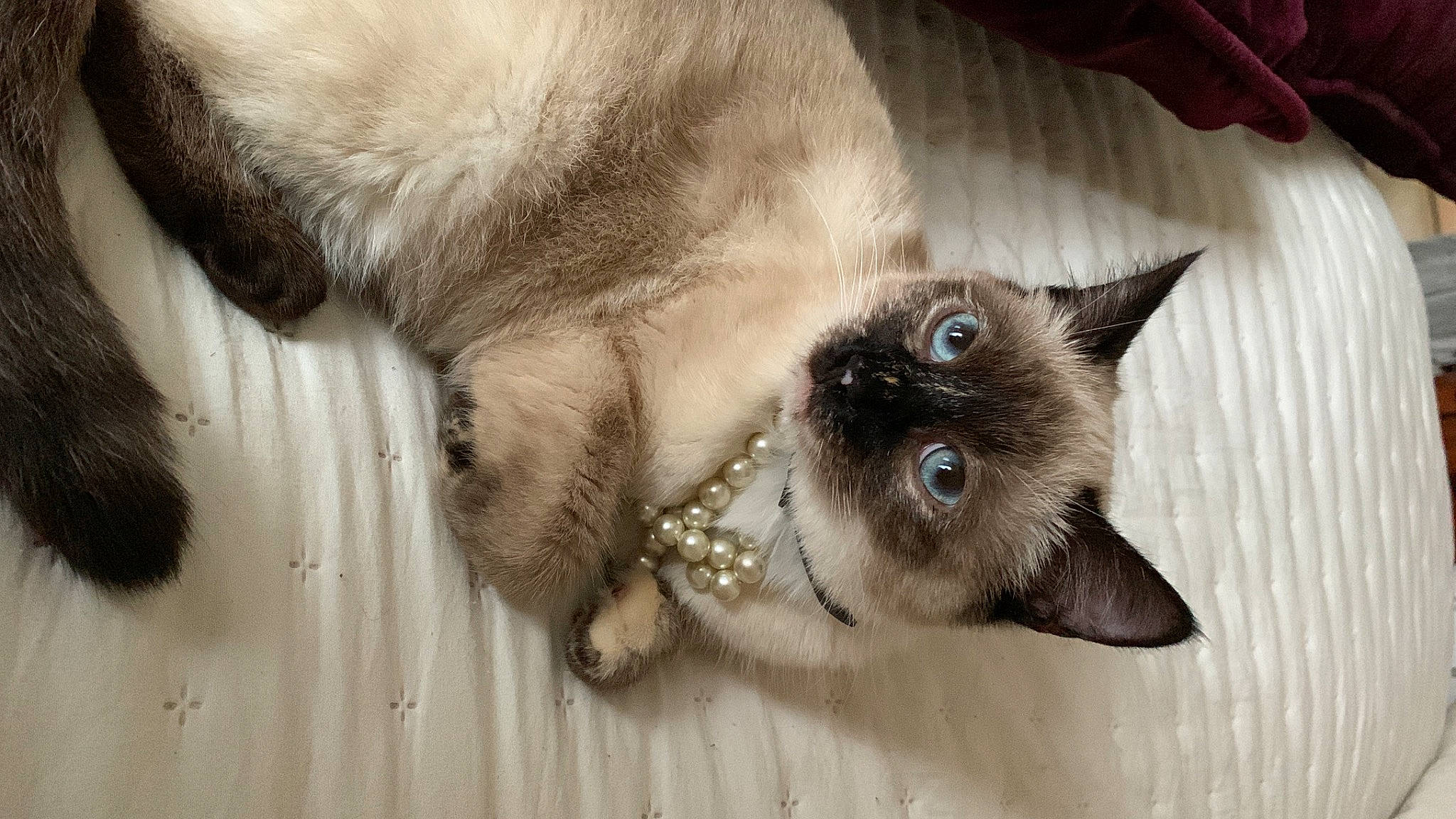 Ulyne a rejoint le concours — aidez-le/la à gagner de superbes lots ! balinese, birman, carnivore, cat, fawn, felidae, flooring, foot, fur, iris, siamese, small_to_medium_sized_cats, snout, thai, whiskers, wood