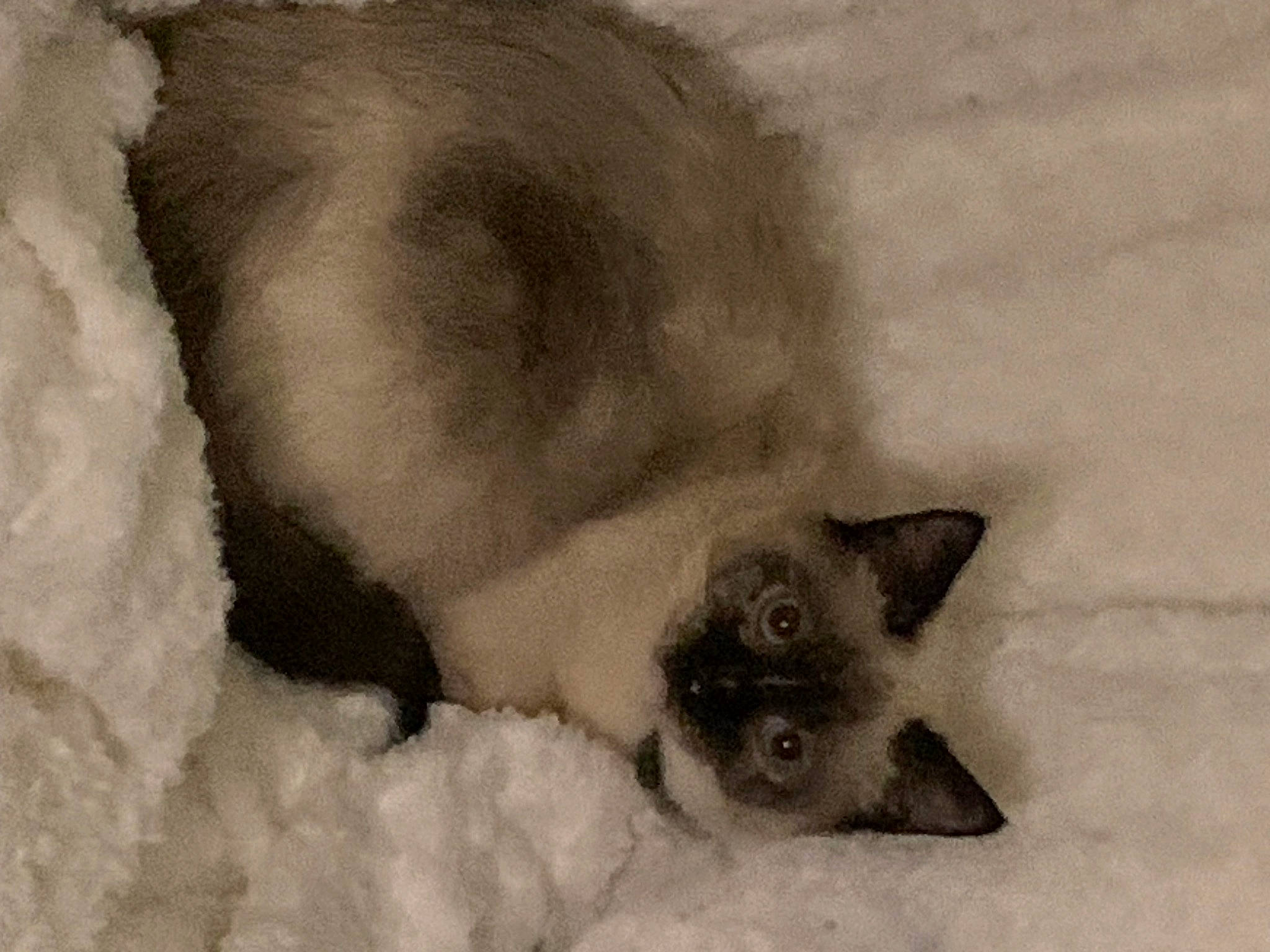 Ulyne participe au concours pour gagner de l'argent avec cette photo : balinese, canidae, carnivore, cat, domestic_short_haired_cat, fawn, felidae, fur, monochrome, painting, paw, siamese, small_to_medium_sized_cats, snout, snow, tail, terrestrial_animal, whiskers, wildlife, winter