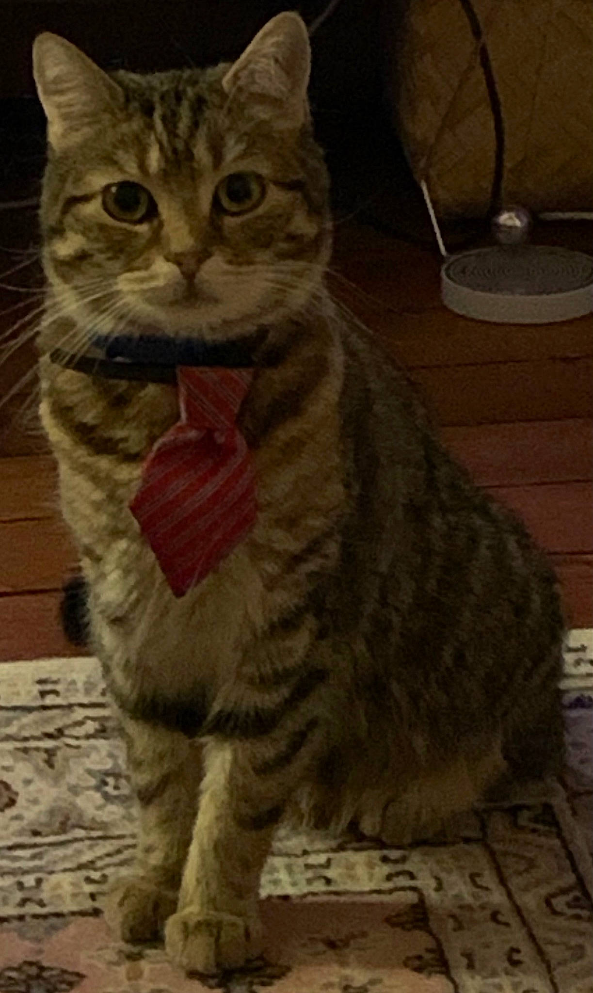 Syrius a rejoint le concours — aidez-le/la à gagner de superbes lots ! carnivore, cat, domestic_short_haired_cat, felidae, fur, paw, sitting, small_to_medium_sized_cats, snout, terrestrial_animal, whiskers