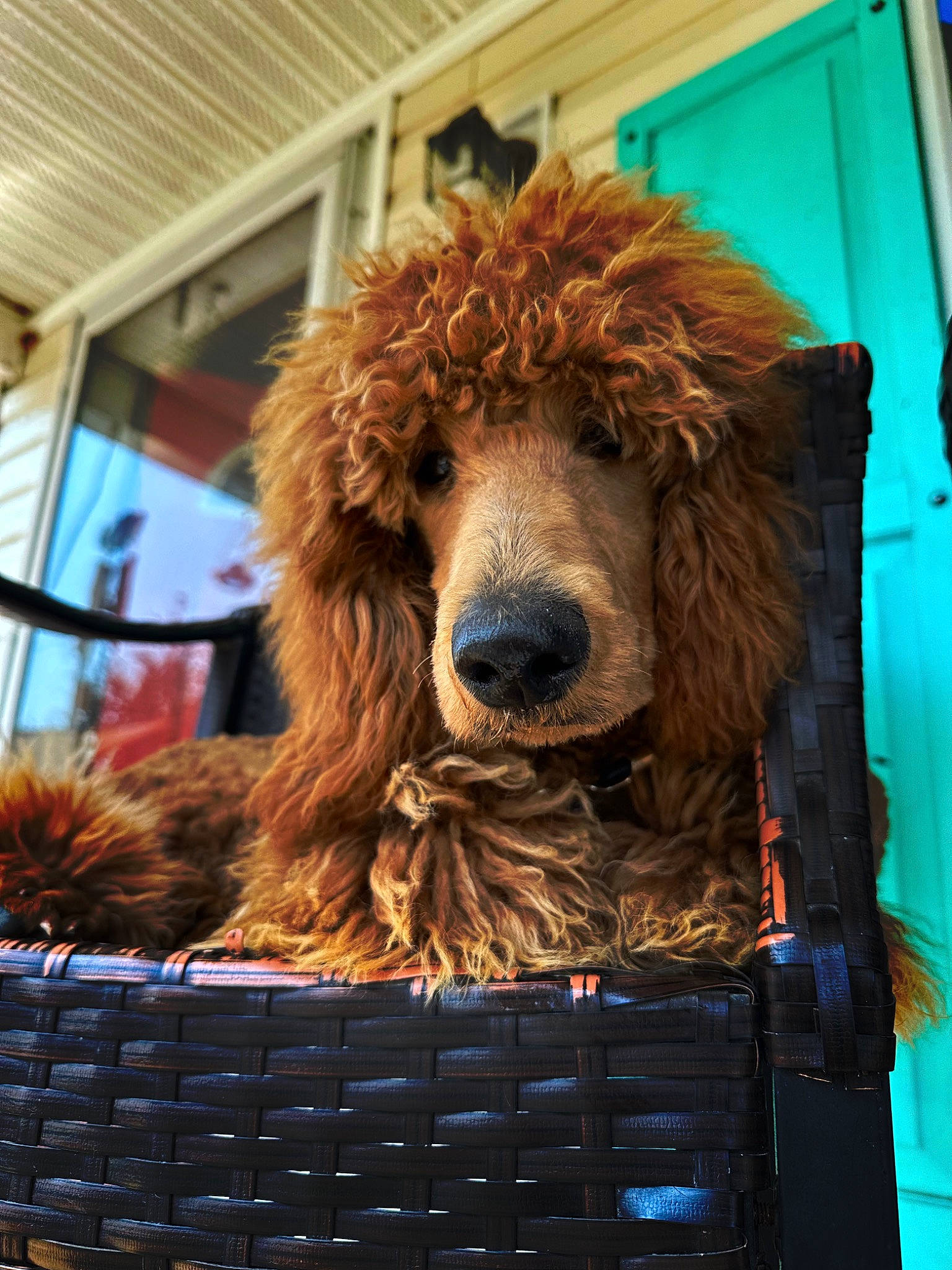 Scout is registered to the contest to win money with this photo: blue, brown_bear, canidae, carnivore, companion_dog, dog_breed, event, fun, fur, lion, liver, metal, snout, sporting_group, standard_poodle, terrestrial_animal, water_dog, working_animal