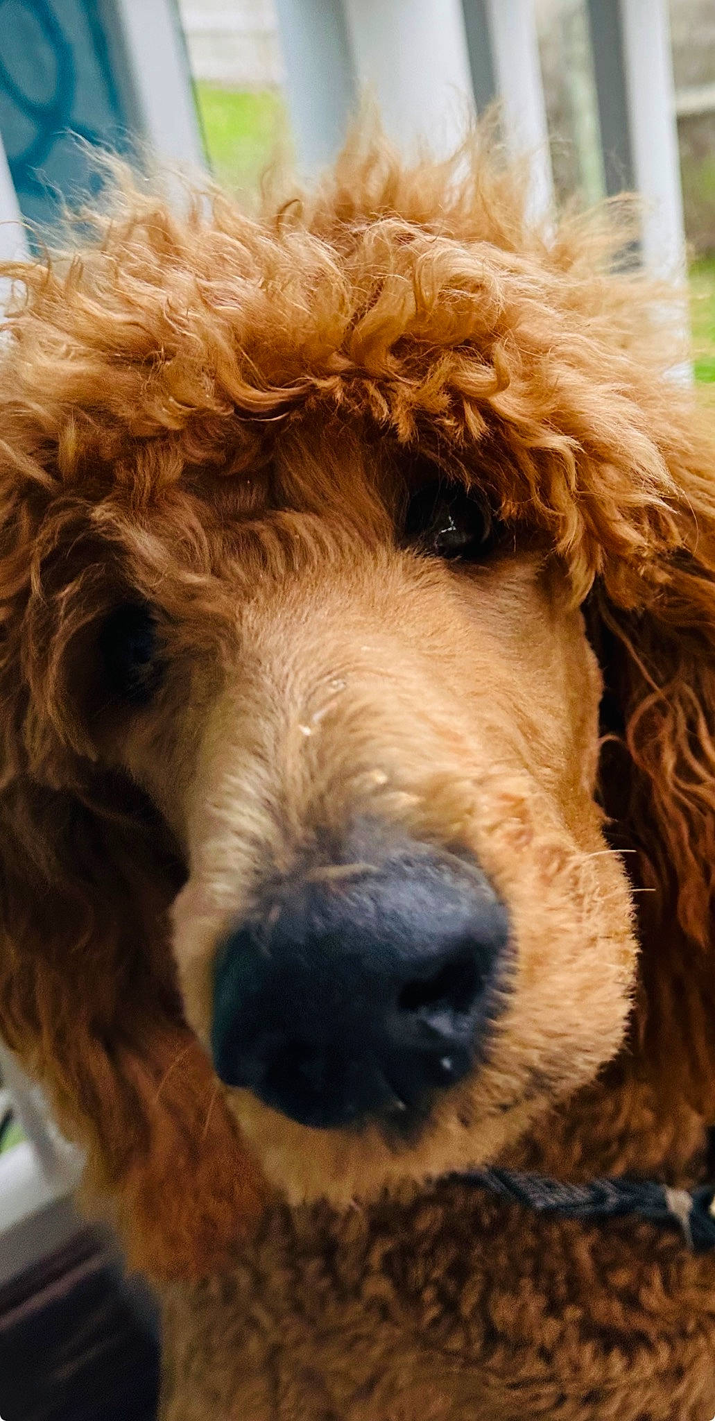 Scout is registered to the contest to win money with this photo: canidae, carnivore, circle, close_up, companion_dog, dog, dog_breed, ear, fawn, fur, lakeland_terrier, liver, natural_material, snout, sporting_group, terrestrial_animal, terrier, water_dog, welsh_terrier, working_animal