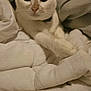 abyssinian, angora, animal, bed, bedroom, blanket, canine, cat, couch, cushion, furniture, homedecor, indoors, kitten, linen, manx, pet, quilt, room, siamese