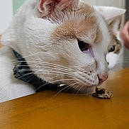 Tournesol a rejoint le concours — aidez-le/la à gagner de superbes lots ! animal, bodypart, cat, doctor, finger, furniture, hand, hardwood, indoors, interiordesign, kitten, manx, person, pet, plywood, siamese, stainedwood, table, veterinarian, wood