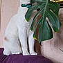 abyssinian, accessories, animal, blanket, cat, couch, flower, flowerarrangement, furniture, green, homedecor, jar, kitten, leaf, linen, pet, petal, plant, pottedplant, purple