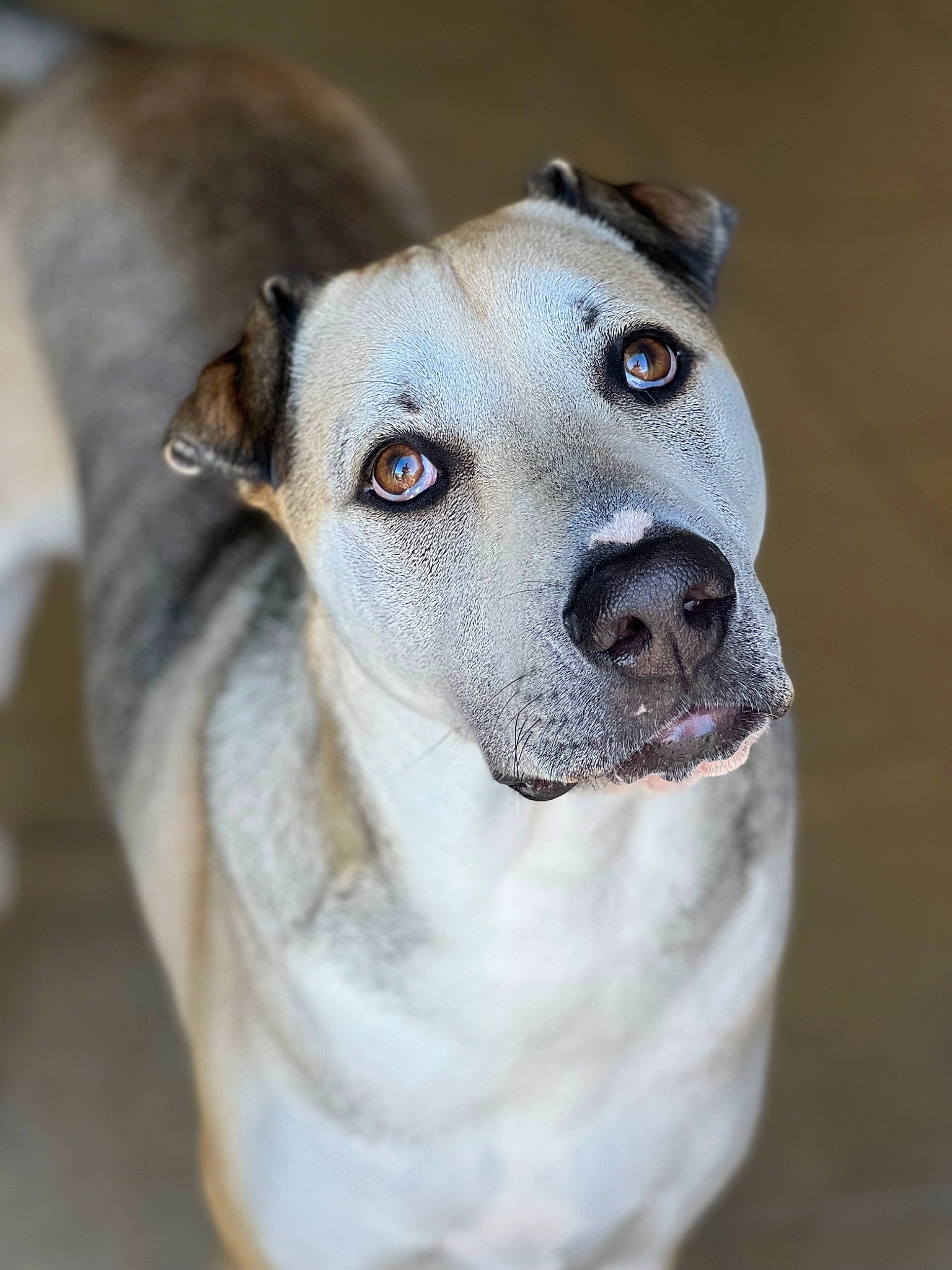 Khabib is registered to the contest to win money with this photo: ancient_dog_breeds, carnivore, collar, companion_dog, dog, dog_breed, dog_collar, ear, fawn, guard_dog, head, jaw, non_sporting_group, pet_supply, sighthound, snout, terrestrial_animal, whiskers, working_animal