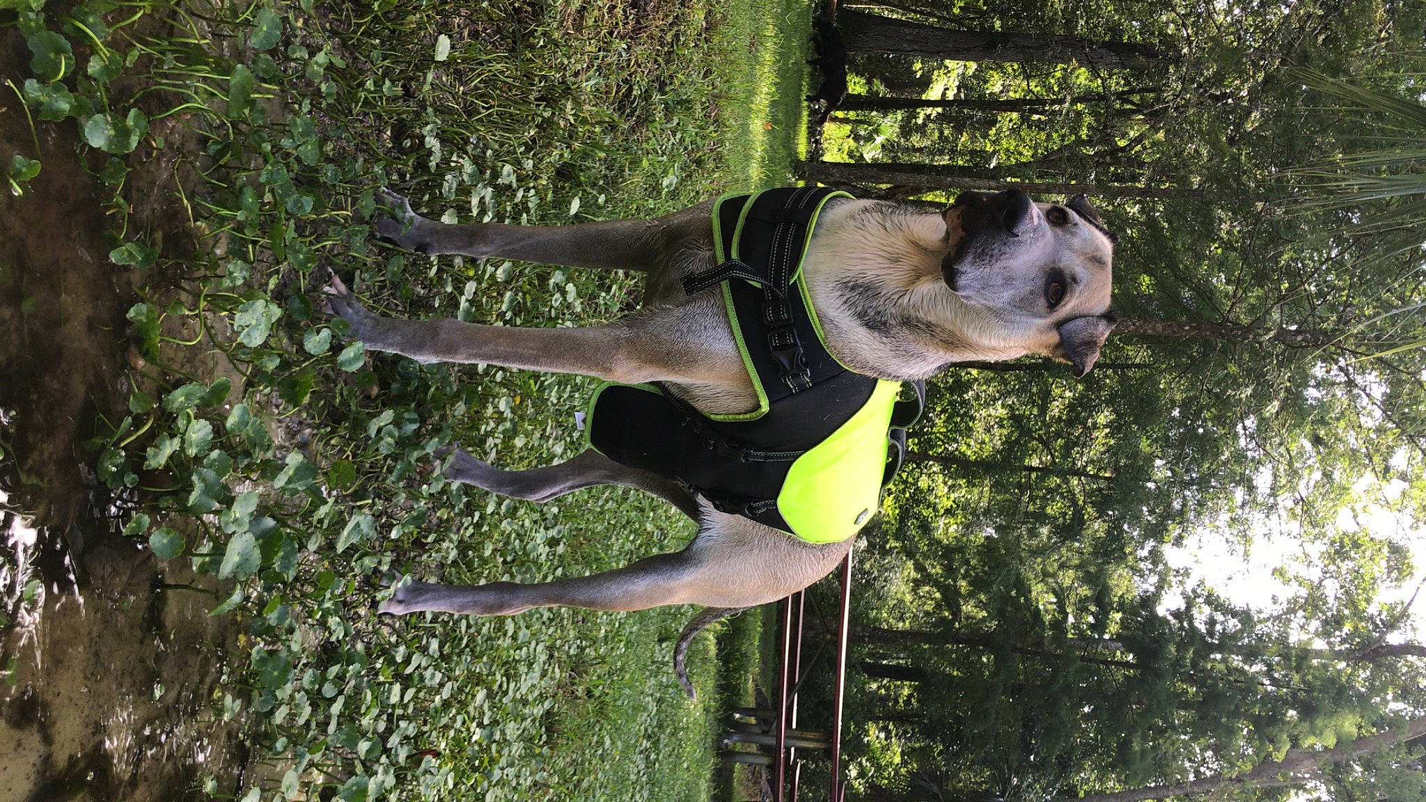 Khabib joined the competition — help win amazing prizes! active_pants, adventure, canidae, carnivore, companion_dog, dog, dog_breed, dog_supply, fawn, grass, pet_supply, plant, recreation, snout, sporting_group, tail, terrestrial_animal, tree, wood, working_animal