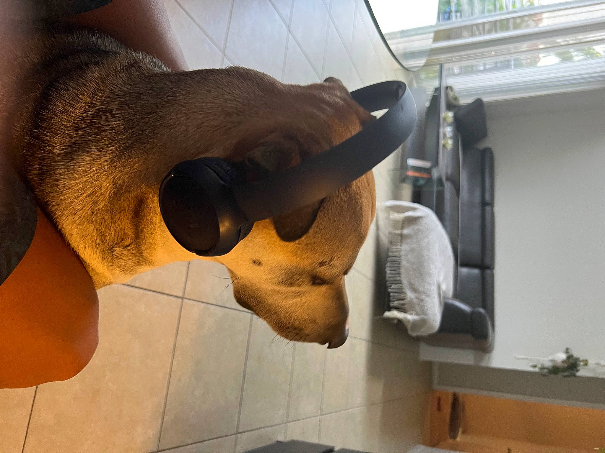 Khabib joined the competition — help win amazing prizes! art, beard, cap, eyewear, facial_hair, fawn, glasses, goggles, hat, headgear, jaw, mammal, personal_protective_equipment, sculpture, snout, sun_hat, sunglasses, vision_care, window, wood