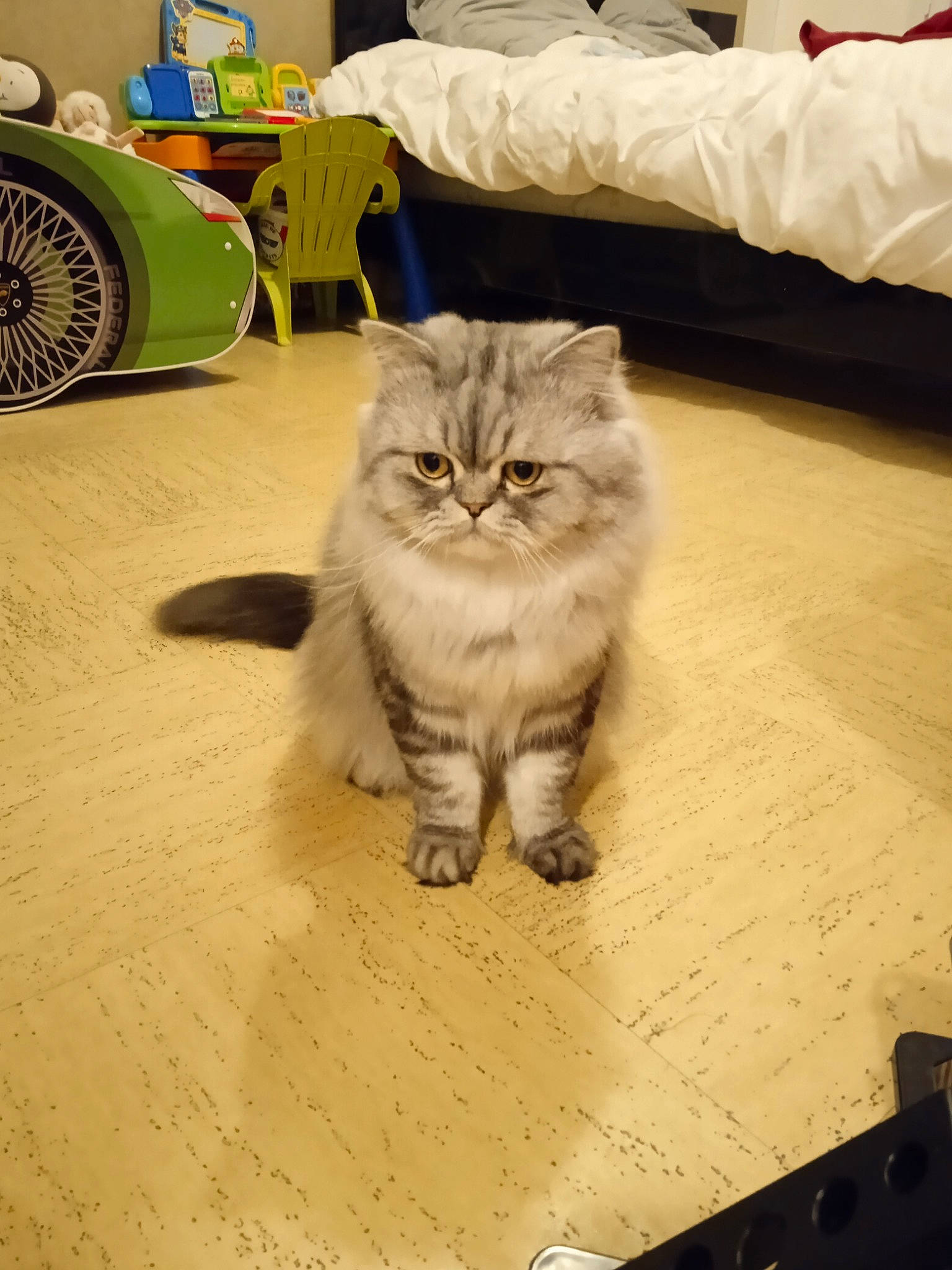 Santa a rejoint le concours — aidez-le/la à gagner de superbes lots ! automotive_tire, cabinetry, carnivore, cat, comfort, domestic_short_haired_cat, fawn, felidae, floor, flooring, fur, grey, hardwood, mechanical_fan, pillow, small_to_medium_sized_cats, tire, wheel, whiskers, wood