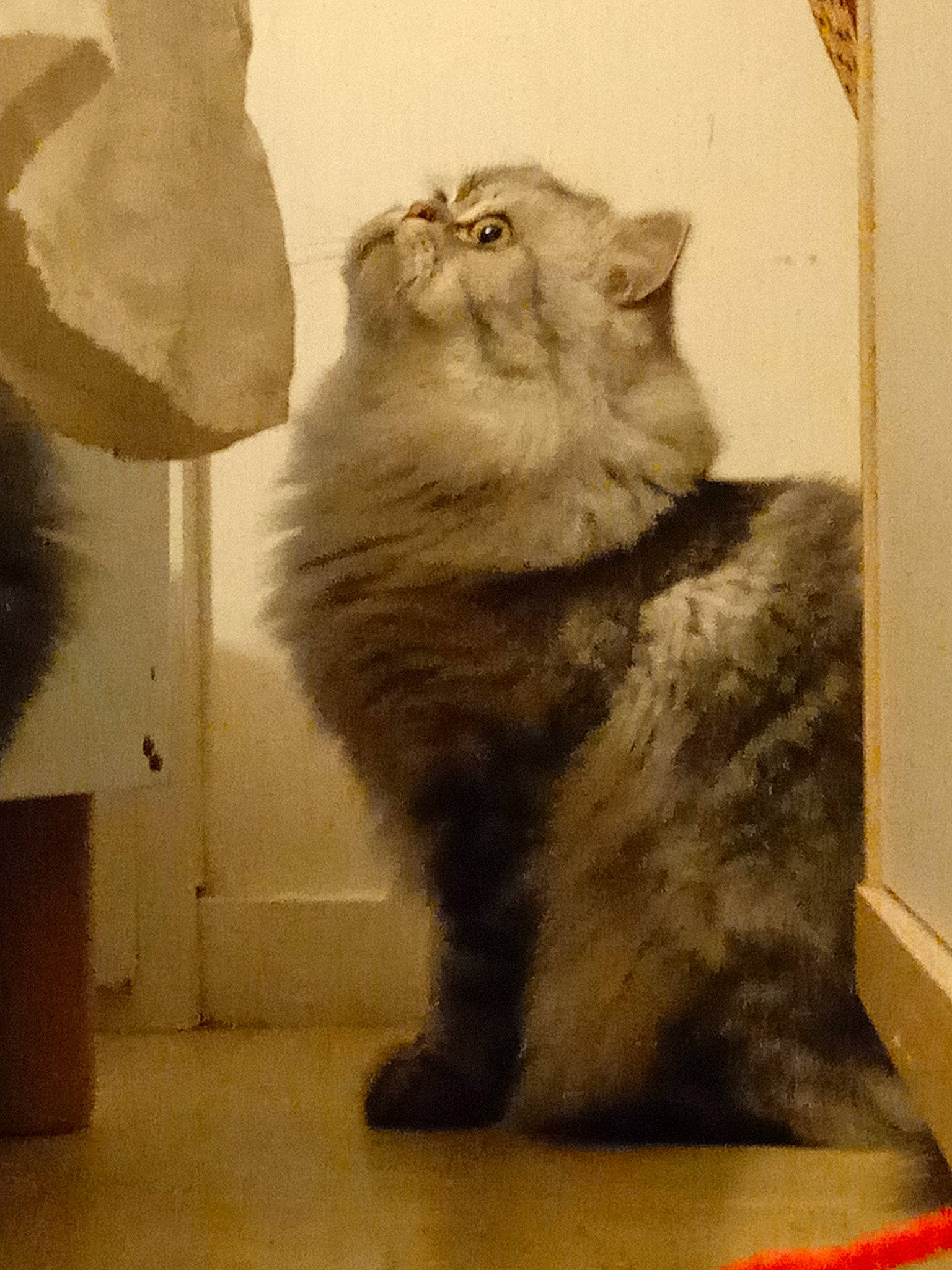 Santa a rejoint le concours — aidez-le/la à gagner de superbes lots ! art, carnivore, cat, claw, domestic_short_haired_cat, fawn, felidae, flooring, fur, illustration, paw, small_to_medium_sized_cats, snout, tail, terrestrial_animal, visual_arts, whiskers, window, wood