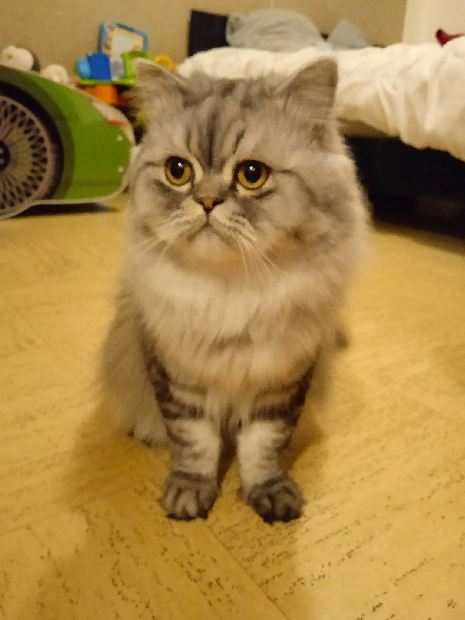 Santa participe au concours pour gagner de l'argent avec cette photo : carnivore, cat, claw, curious, domestic_short_haired_cat, fawn, felidae, flooring, fur, iris, mechanical_fan, paw, small_to_medium_sized_cats, snout, tail, terrestrial_animal, tire, whiskers