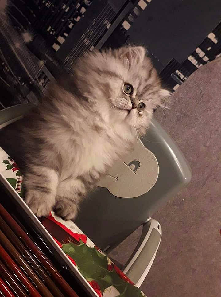 Santa a rejoint le concours — aidez-le/la à gagner de superbes lots ! british_longhair, carnivore, cat, companion_dog, felidae, fur, guitar, guitar_accessory, metal, musical_instrument, paw, persian, photo_caption, plucked_string_instruments, sitting, small_to_medium_sized_cats, snout, tail, whiskers, wood