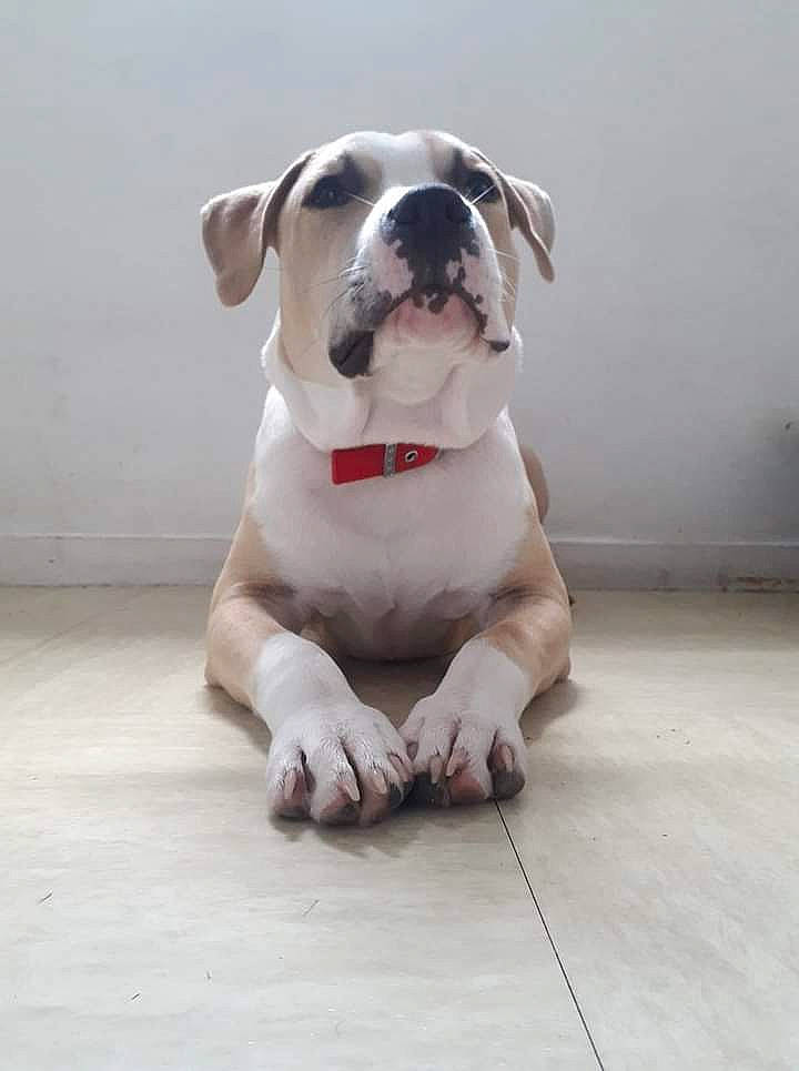 Snow participe au concours pour gagner de l'argent avec cette photo : canidae, carnivore, collar, companion_dog, dog, dog_breed, dog_collar, dog_supply, fawn, floor, flooring, grey, leash, paw, pet_supply, snout, sporting_group, whiskers, wood, working_animal