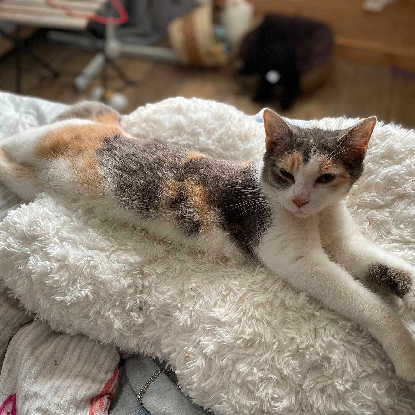 Kitty participe au concours pour gagner de l'argent avec cette photo : abyssinian, animal, blanket, cat, couch, cushion, furniture, homedecor, kitten, manx, person, pet, quilt, sleeping