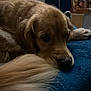 golden_retriever, dog, pet, lying_down, tail, fur, close_up, indoor, blanket, blue, cute, sleepy, calm, nose, animal, mammal, canine, resting, cozy, soft