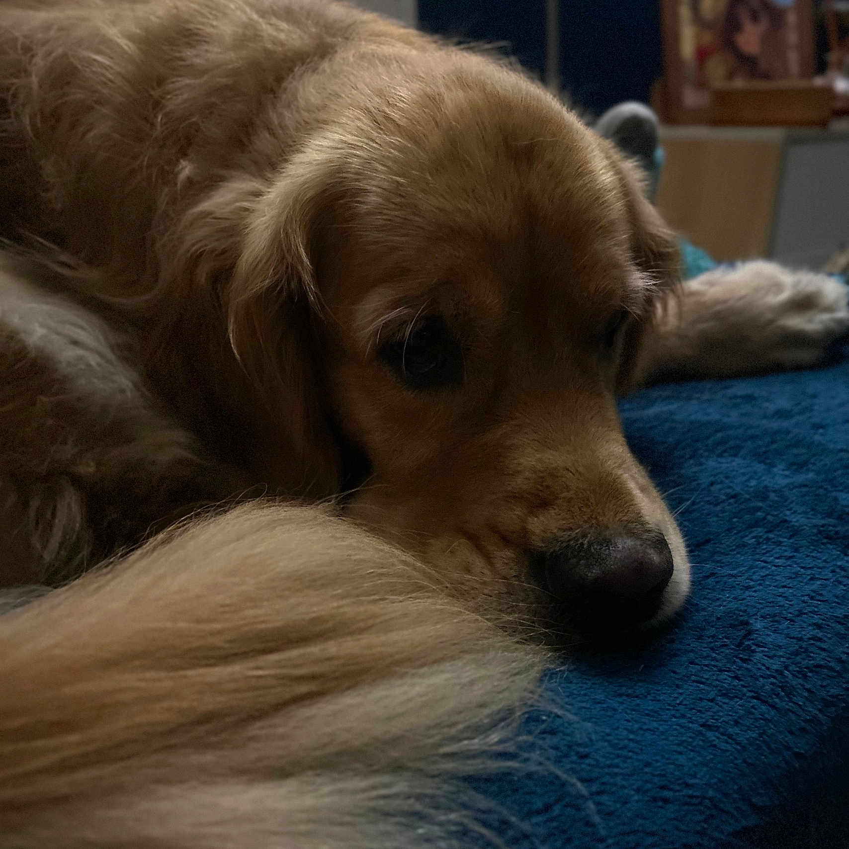 Sunny a rejoint le concours — aidez-le/la à gagner de superbes lots ! animal, blanket, blue, calm, canine, close_up, cozy, cute, dog, fur, golden_retriever, indoor, lying_down, mammal, nose, pet, resting, sleepy, soft, tail